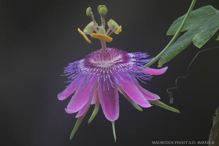Passiflora <i>amethystina</i> 'Cor De Pedro' | The Italian National Collection of Passiflora | Maurizio Vecchia