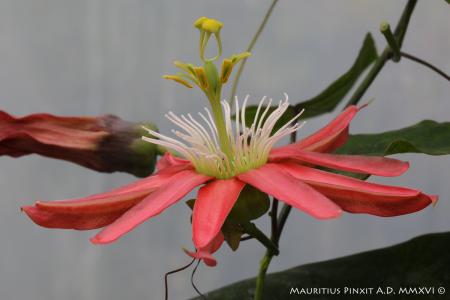 Passiflora 'Night Shift' | La Collezione Nazionale Italiana di Passiflora | Maurizio Vecchia