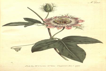 Passiflora <i>foetida</i> var. <i>ciliata</i> | The Italian National Collection of Passiflora | Maurizio Vecchia