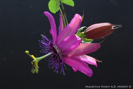 Passiflora pretty tina | The Italian Collection of Maurizio Vecchia
