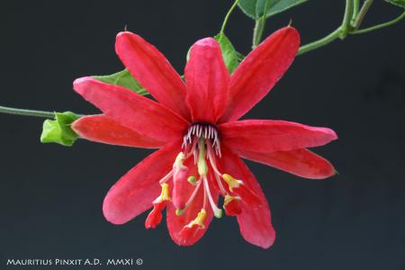 Passiflora  'Wilgen K. Verhoeff' | The Italian National Collection of Passiflora | Maurizio Vecchia
