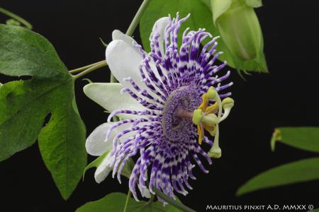 Passiflora 'Fata Nivea' | La Collezione Nazionale Italiana di Passiflora | Maurizio Vecchia