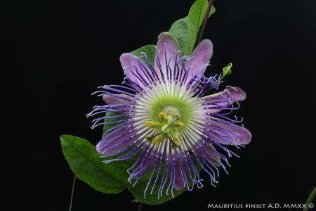 Passiflora 'Nicole' | The Italian National Collection of Passiflora | Maurizio Vecchia