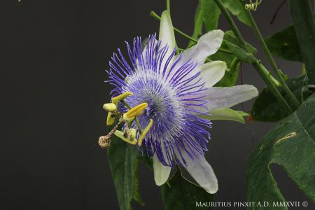 Passiflora P. 'Emily' | La Collezione Nazionale Italiana di Passiflora | Maurizio Vecchia