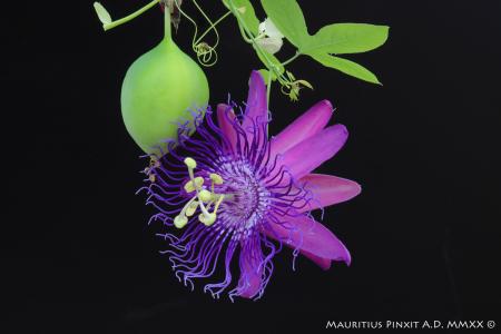 Passiflora 'Pandora' | The Italian National Collection of Passiflora | Maurizio Vecchia
