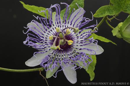 Passiflora 'Fata cerulea' | The Italian National Collection of Passiflora | Maurizio Vecchia