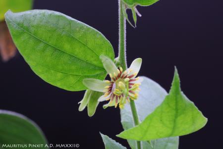 Passiflora <i>cobanensis</i> | The Italian National Collection of Passiflora | Maurizio Vecchia