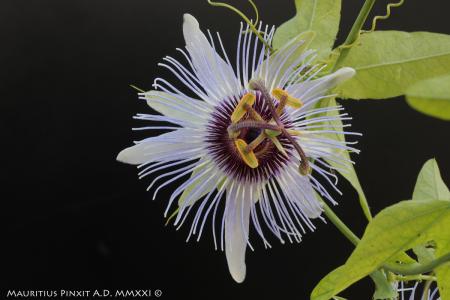 Passiflora  'Jardin Jungle' | The Italian National Collection of Passiflora | Maurizio Vecchia
