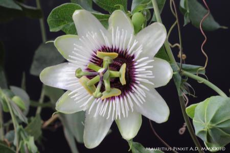 Passiflora  caerulea 'Beauty of Hannover' | La Collezione Nazionale Italiana di Passiflora | Maurizio Vecchia