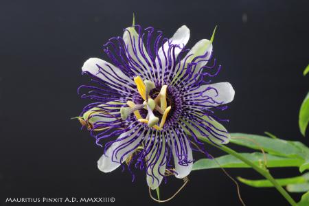 Passiflora  'Lia Vallini' | The Italian National Collection of Passiflora | Maurizio Vecchia