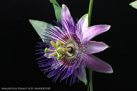 Passiflora  'Non ID 13-22' | The Italian National Collection of Passiflora | Maurizio Vecchia