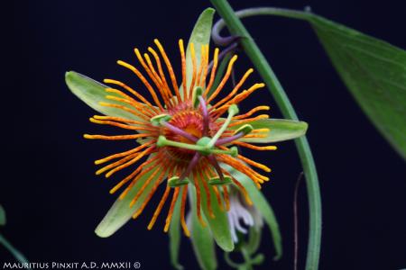 Passiflora 'Sunburst' | The Italian National Collection of Passiflora | Maurizio Vecchia