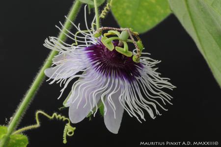 Passiflora  'Bounty' | La Collezione Nazionale Italiana di Passiflora | Maurizio Vecchia