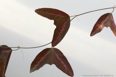 Passiflora rachel | Ibrido Collezione Italiana di Maurizio Vecchia