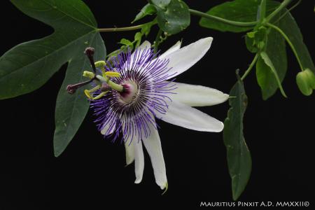 Passiflora 'Star of Clevedon' | The Italian National Collection of Passiflora | Maurizio Vecchia