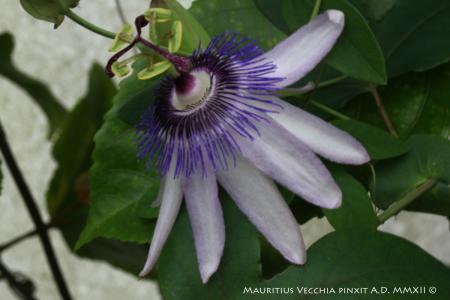 Passiflora 'Star of Clevedon' | La Collezione Nazionale Italiana di Passiflora | Maurizio Vecchia