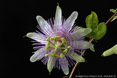 Passiflora <i>sprucei</i> | The Italian National Collection of Passiflora | Maurizio Vecchia
