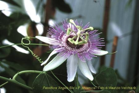 Passiflora 'Serena' | The Italian National Collection of Passiflora | Maurizio Vecchia