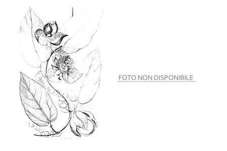 Passiflora triloba | The Italian Collection of Maurizio Vecchia